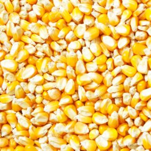 corn grains as background